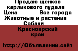 Продаю щенков карликового пуделя › Цена ­ 2 000 - Все города Животные и растения » Собаки   . Красноярский край